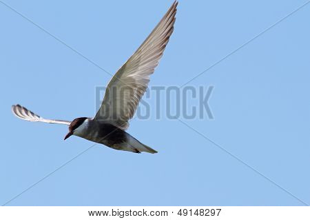 Sterna Hirundo In Flight