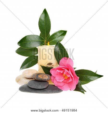 Camellia And Candle