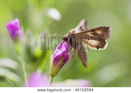 Silver Y - Autographa gamma