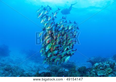School of fish and diver