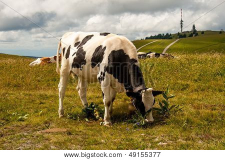 Cows On The Feldberg In Germany Black Forest.