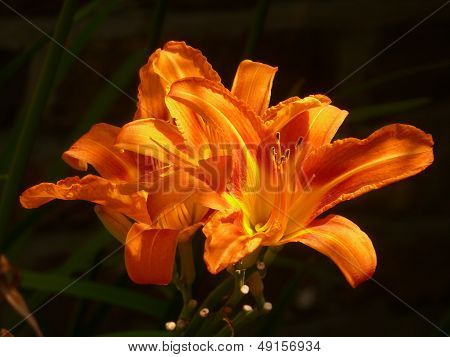Orange Daylily Flowers