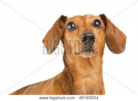 Cão bassê olhando para cima