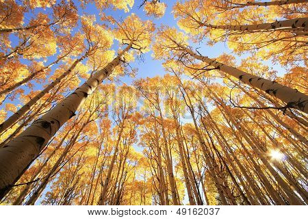 Aspen Trees With Fall Color, San Juan National Forest, Colorado