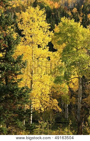 Aspen Trees With Fall Color, San Juan National Forest, Colorado