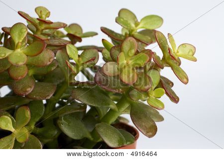 plant