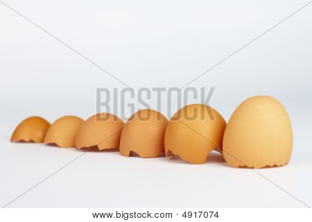 egg shells