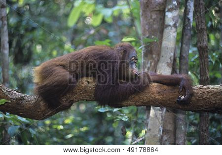 Orangutan spočívající na větev v lese