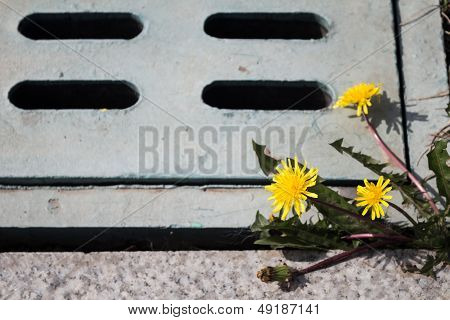 Yellow dandelion flowers