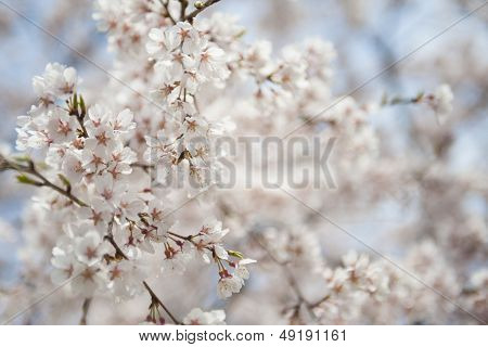 Japanese white flower