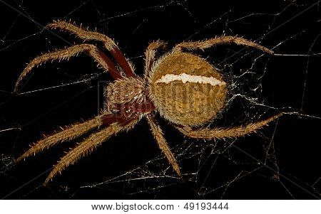 Garden Orb Weaver Spider