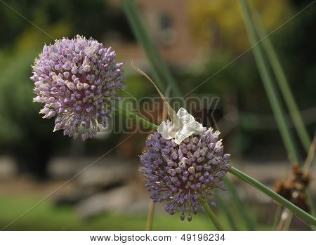 Wild Leek