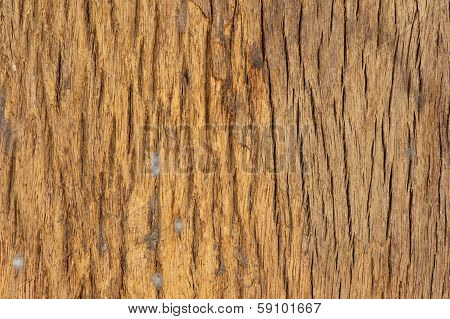 Old Tree Bark Texture