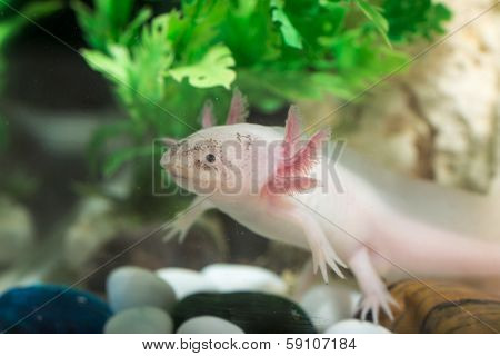 Axolotl In Aquarium