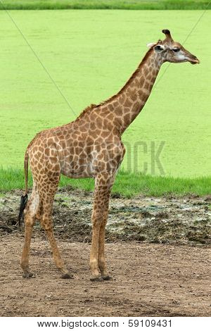 giraffes in the zoo safari park