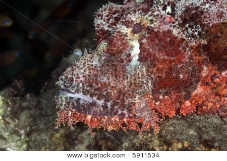 Scorpionfish เกล็ดถี่