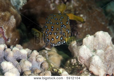 Baby keltainen Boxfish