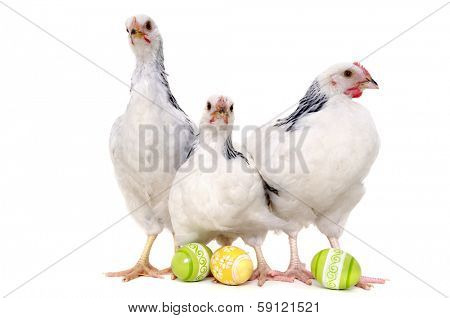 Chickens with easter eggs. Isolated on a white background.