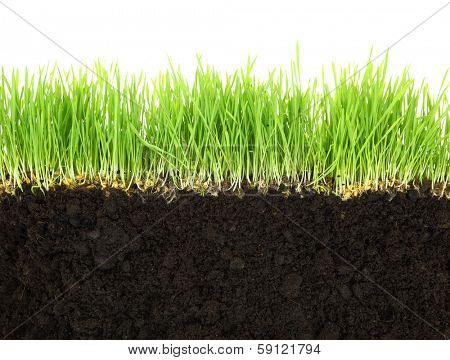 Cross-section of soil and grass isolated on white background 