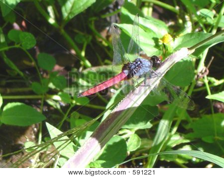 grasshoper