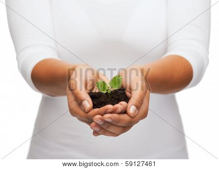 fertility and nature concept - closeup of woman hands holding plant in soil