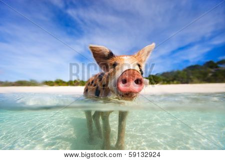 Little piglet in a water at beach on Exuma Bahamas