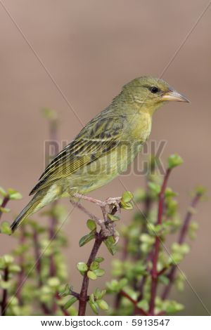 Tessitore del capo uccello gallina