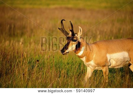 Antelope