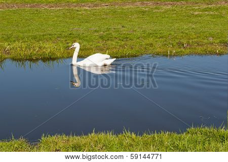 White Swan Paddling In A Small Stream