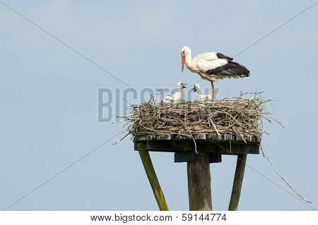 A Stork Standing In Nest Watching Over, Nursing And Feeding Two Baby Storks