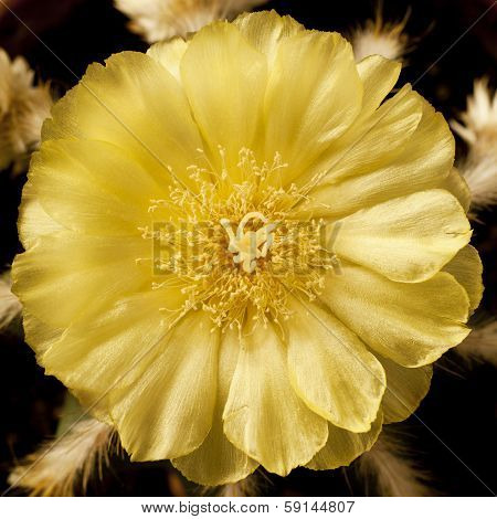 Cactus Flower With Yellow Leaves In Square Frame