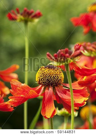 Red Orange And Yellow Flower