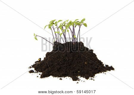 Young Cuttings Of Seed