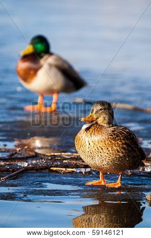 Wild Mallard Ducks Sitting In Lake Ice.