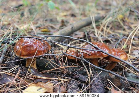 Nice Mushrooms Of Suillus
