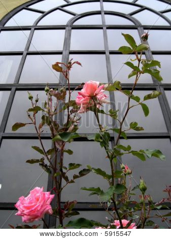roses monter un rebord de fenêtre