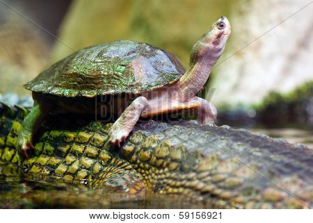 Tortoise Swiming On The Back Of Crocodile