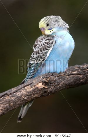 Wellensittich Vogel