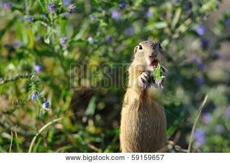 European Ground Squirrel In The Flowers