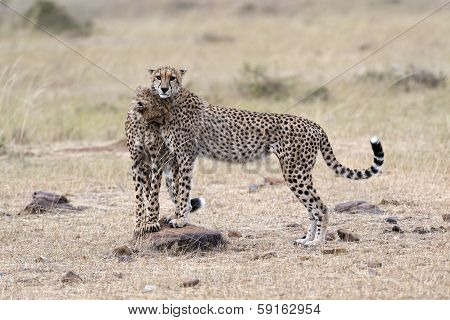 Pair Of Cheetahs