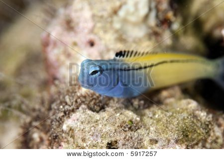 Blenny taklit