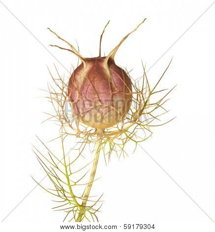 Nigella seed head isolated on white