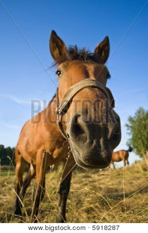 Caballo