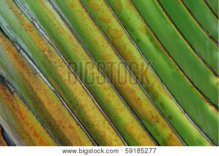 Texture Of Thai Banana Stem
