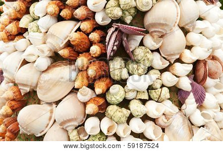 Sea Shells Seashells