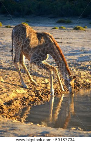 Drinking Giraffe
