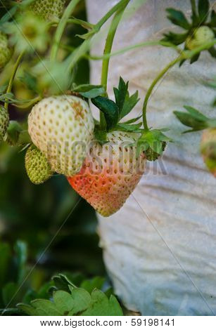 Strawberry Tree .