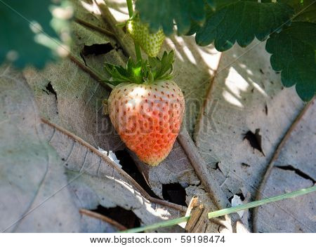Strawberry Tree .