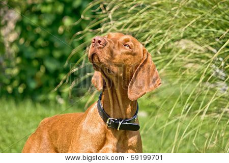Hungarian Vizsla, Hungarian Pointer Posing Ii