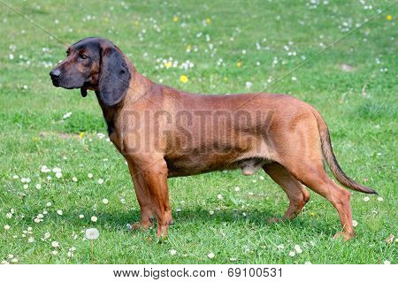 Bavarian Moutain Scenthound dog